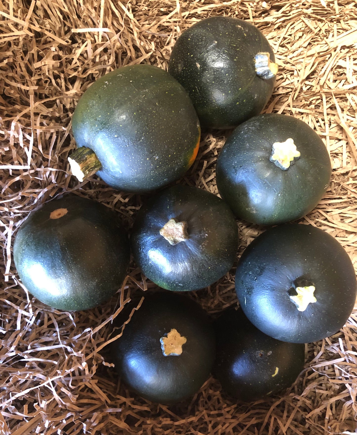 gem squash 2kg