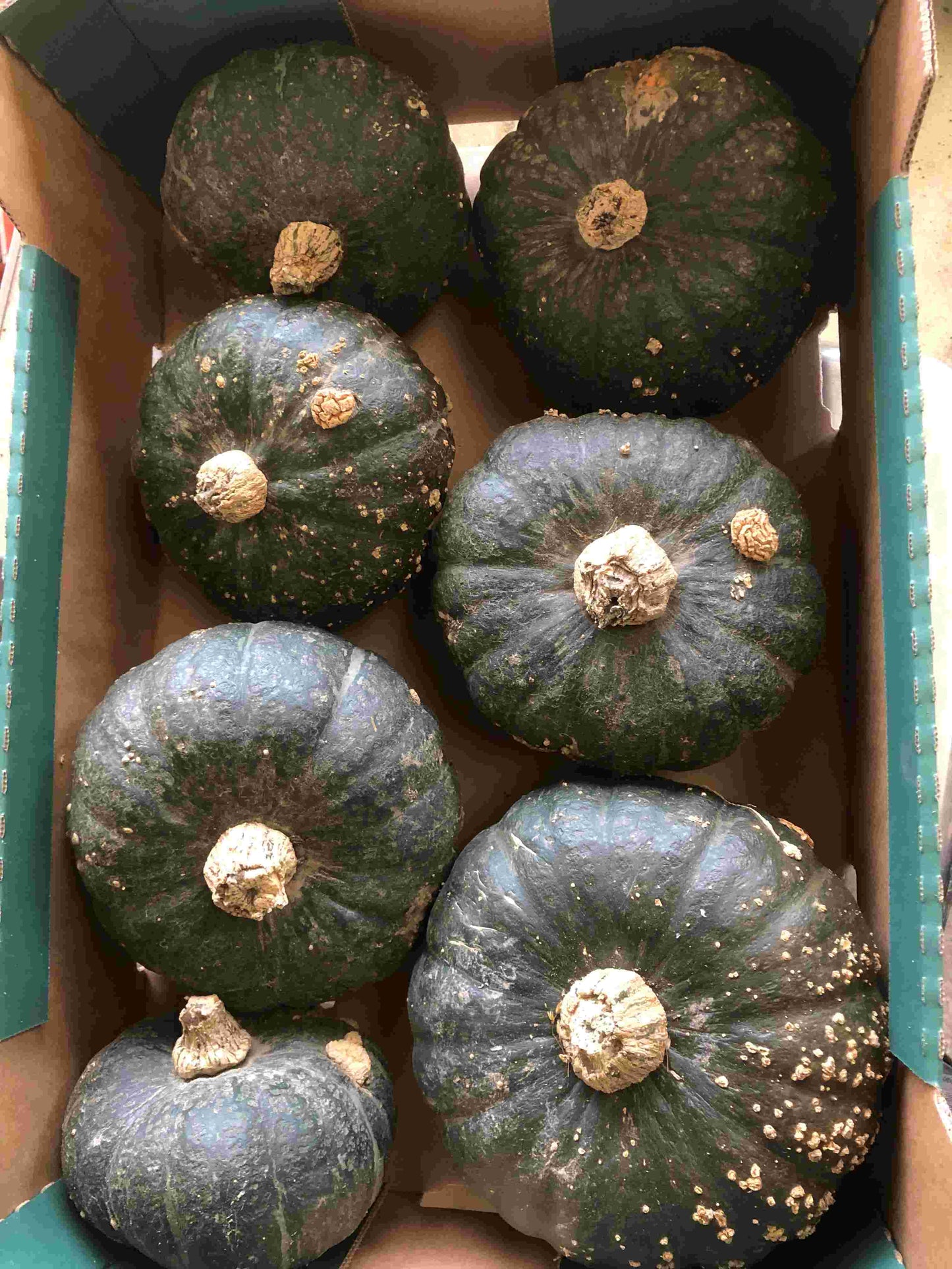 Green pumpkin/squash 'kabocha' 10kg