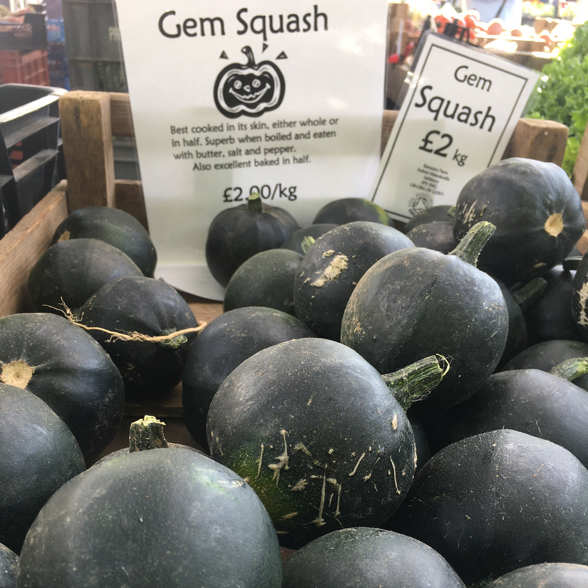 Gem Squash