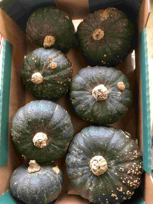 Green pumpkin/squash 'kabocha' 10kg