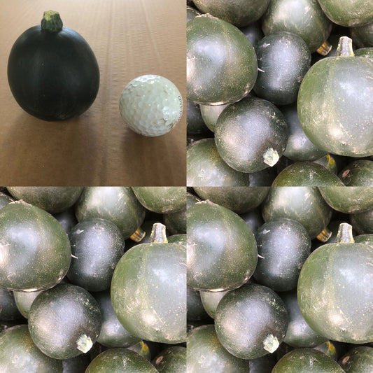 Small gem squash 10kg